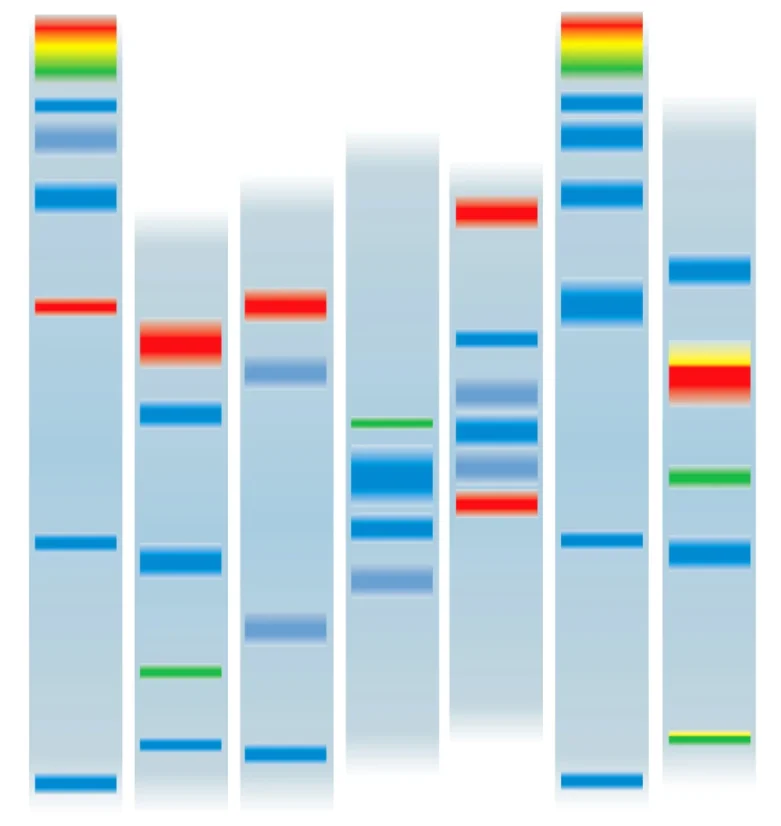 Komplexní test výživy PLUS